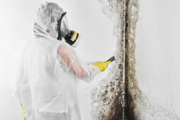 Best DIY Mold Remediation Support Services in Martinsburg, PA
